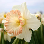 British Gamble Daffodil