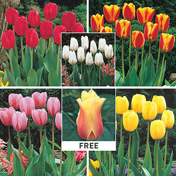 WOW!<sup>®</sup> Perennial Tulip Collection