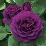 Floribunda Roses