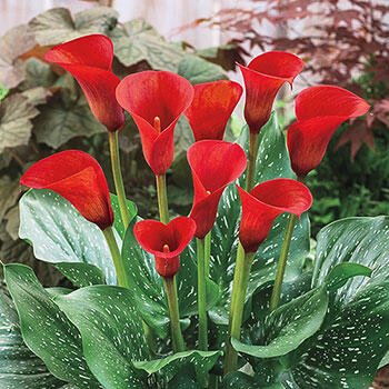 Red Alert<sup>®</sup> Calla Lily 