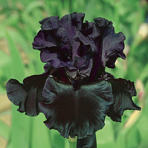Black is Black Bearded Iris