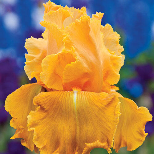 Orange Splash Iris