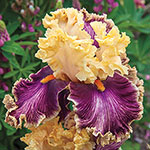 Plicata Iris
