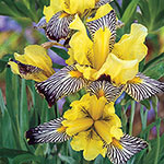 Bicolour Iris