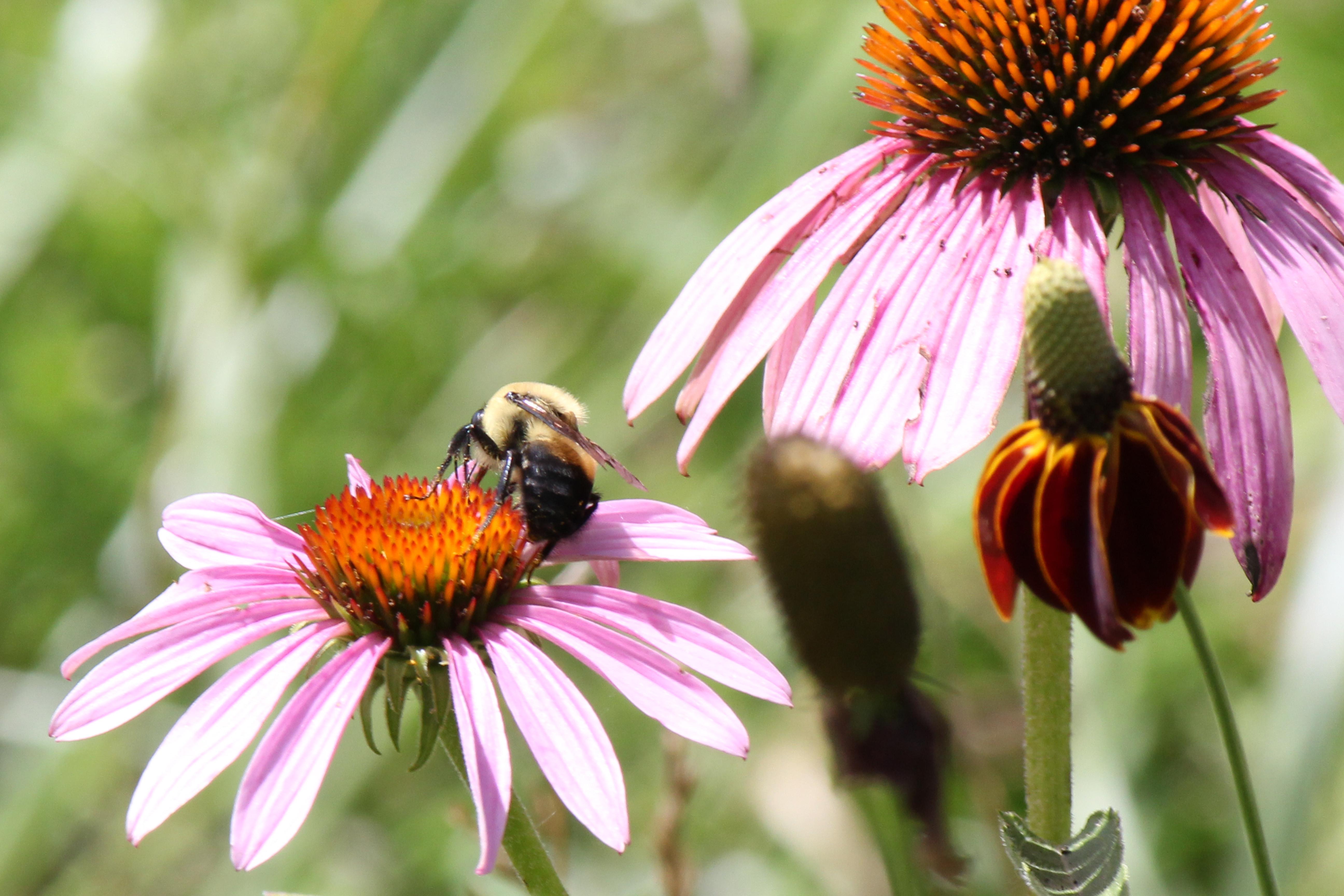Creating a Bee-Friendly Garden