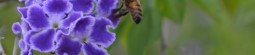 Best bee-friendly plants for your garden