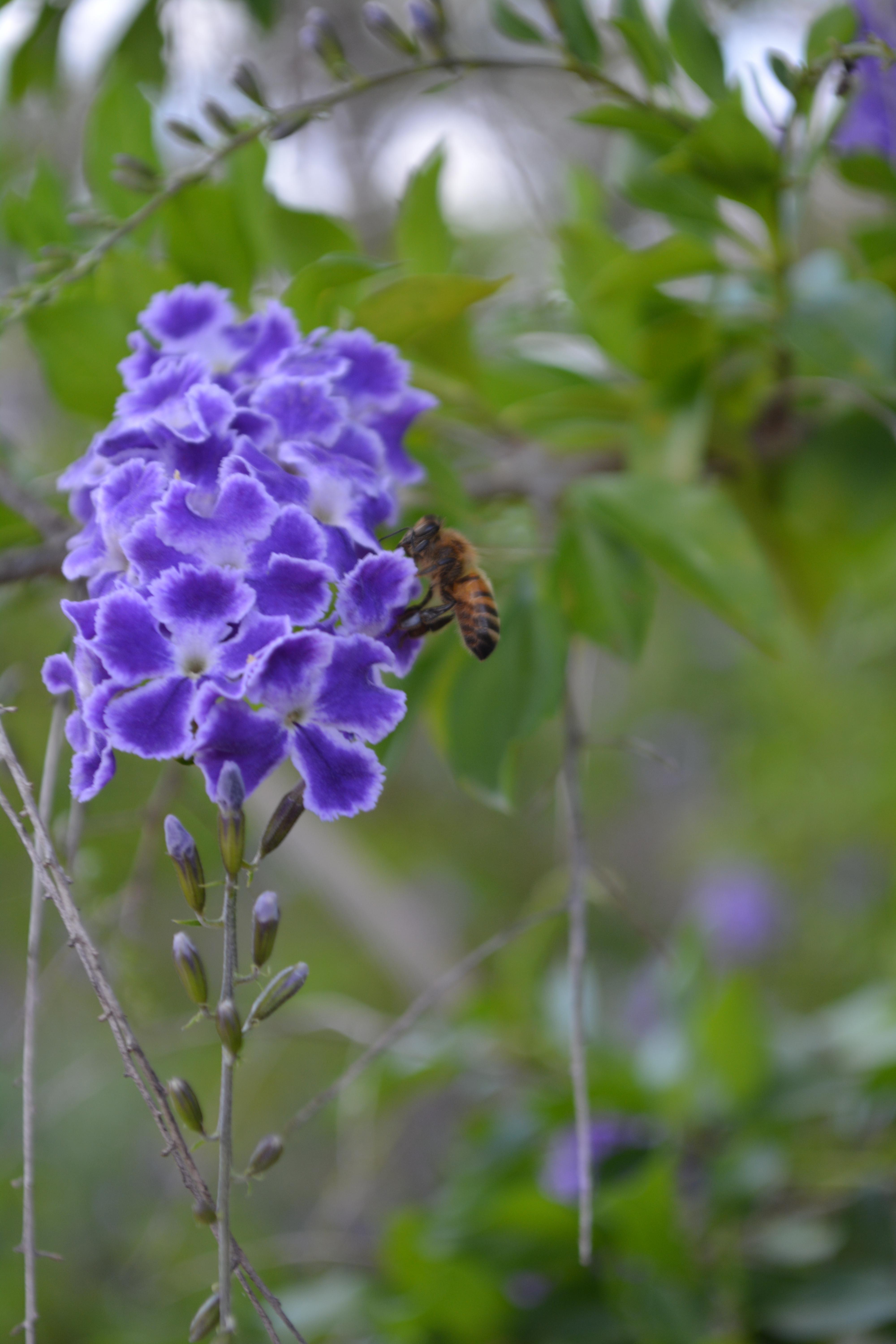 Best bee-friendly plants for your garden