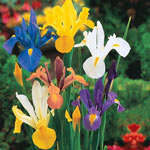 Iris Planting and Growing Tips