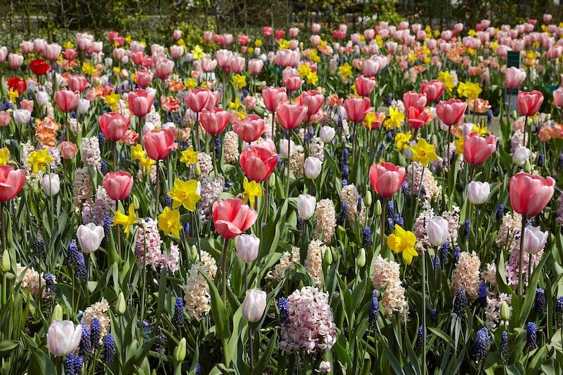 Want gorgeous spring flowers? Plant fall bulbs now!