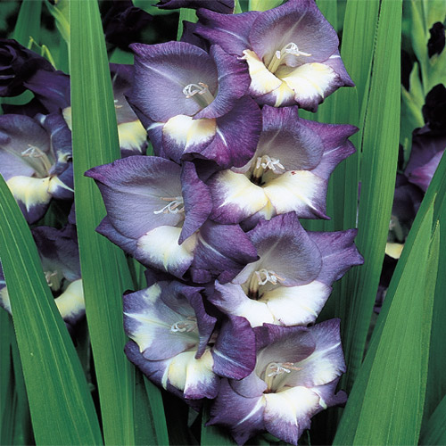 The When, Where & How of Planting Gladiolus