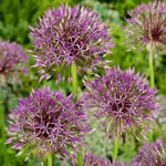 Purple Rain Allium