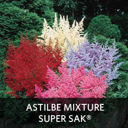Astilbe Mixture Super Sak®