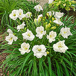 Daylily Planting and Growing Tips