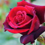 Rose Planting and Growing Tips