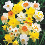 Giant Daffodils For Naturalizing