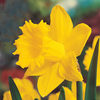 Breck's<sup>®</sup> Colossal<sup>™</sup> Daffodil