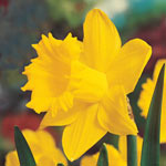 Daffodil Planting and Growing Tips