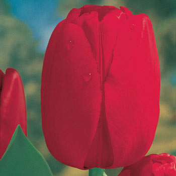 Red Dynasty<sup>™</sup> Tulip