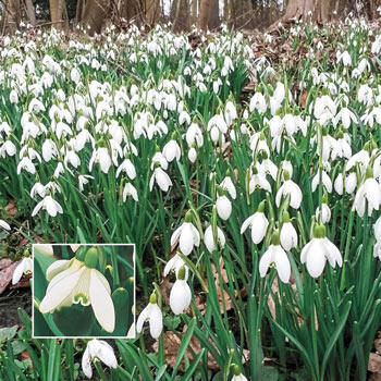 Early Snowdrops
