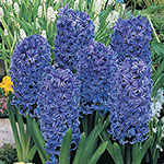 Blue Jacket Giant Fragrant 
Hyacinth