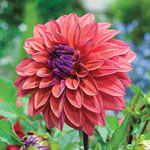 Dahlia Planting and Growing Tips