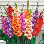 Gladiolus Planting and Growing Tips