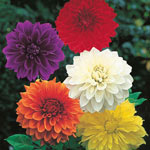 Classic Dinnerplate Dahlia 
Collection