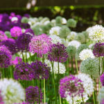 Allium Planting and Growing Tips