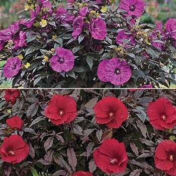 Breck's® Exotic Hibiscus Collection