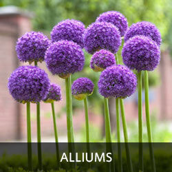 Alliums