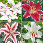 Lily Collections