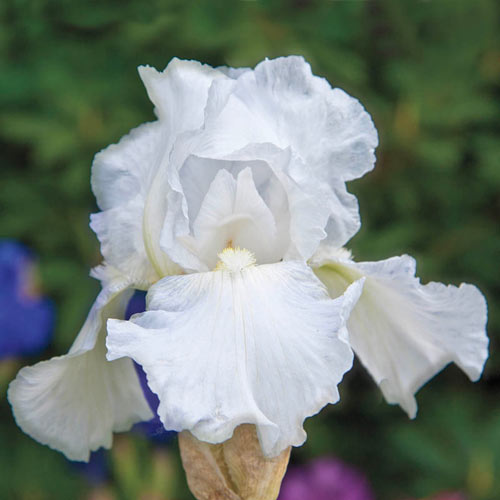 Immortality Reblooming White Bearded Iris