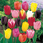 Triumph Tulips