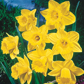 Yellow Trumpet Daffodil Super Sak<sup>®</sup>
