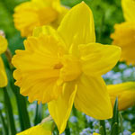 Yellow Trumpet Daffodil Super Sak®