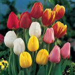 Perennial Tulip Mixture Super Sak®