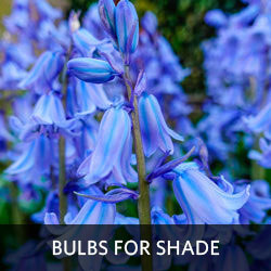 Bulbs for Shade
