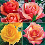 Rose Collections