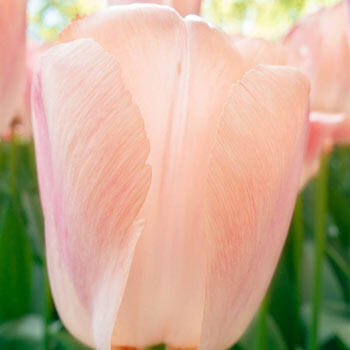 Apricot Pride Tulip