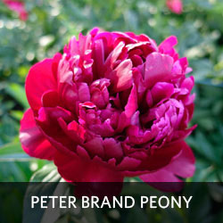 Peter Brand Peony