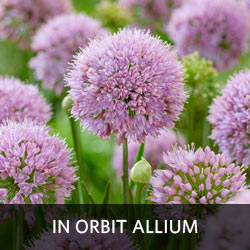 In Orbit Allium