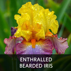 Enthralled Bearded Iris