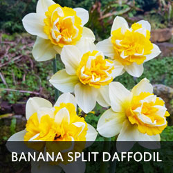 Banana Split Daffodil