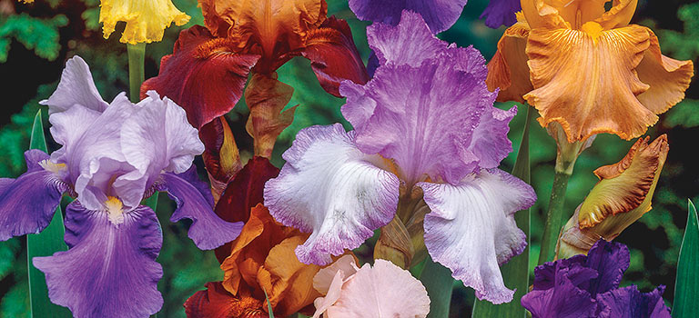 Irises – perfect for fall planting!