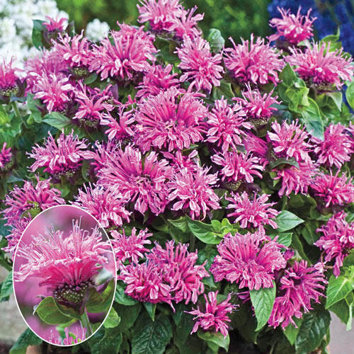 Cranberry Lace­® Bee Balm