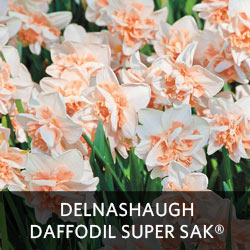 Delnashaugh Daffodil Super Sak®