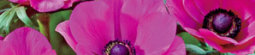 Poppy Anemone Sylphide
