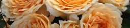 Downton Abbey roses carry spirit of show