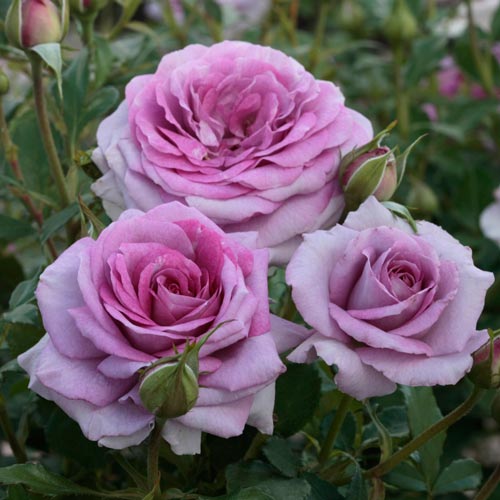 We think the Dowager Countess of Grantham would love the sweety-but-spicy fragrance of this rose.