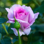 Violet's Pride™ Floribunda Rose